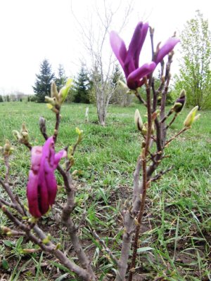 События НИУ «БелГУ» ботанический сад приглашает