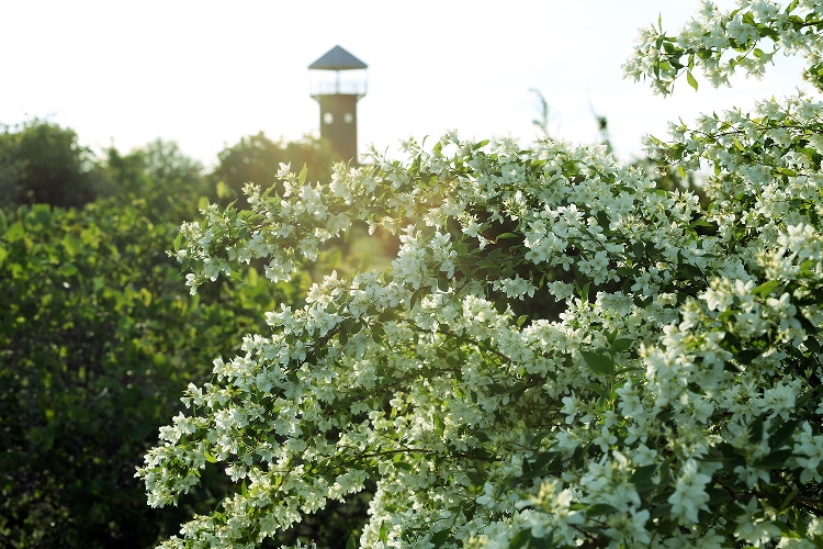 Объявления НИУ «БелГУ» «неслучайные встречи» - на всё лето!

