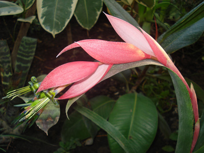 События НИУ «БелГУ» неприхотливая красавица