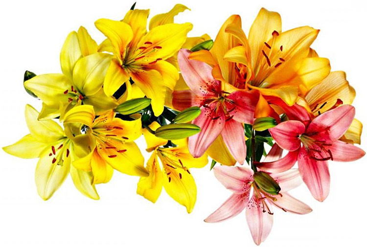 Поздравления НИУ «БелГУ» Коллектив БелГУ поздравляет с юбилеем Галину Владимировну Вареных