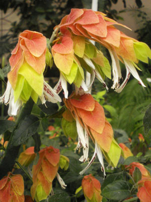 События НИУ «БелГУ» сад в цвету