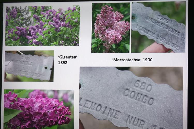 События НИУ «БелГУ» ниу «белгу» примет участие в научном симпозиуме по сирени