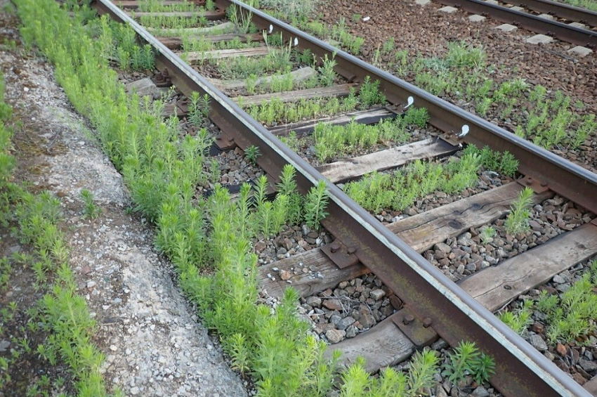 События НИУ «БелГУ» учёные белгу создают «чёрную книгу флоры белгородской области»

