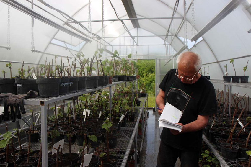 События НИУ «БелГУ» учёные ниу «белгу» определят самые рентабельные для выращивания сорта винограда 