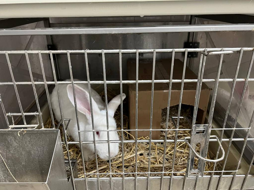Первых кроликов-продуцентов человеческого белка теплового шока планируют получить в 2022 году