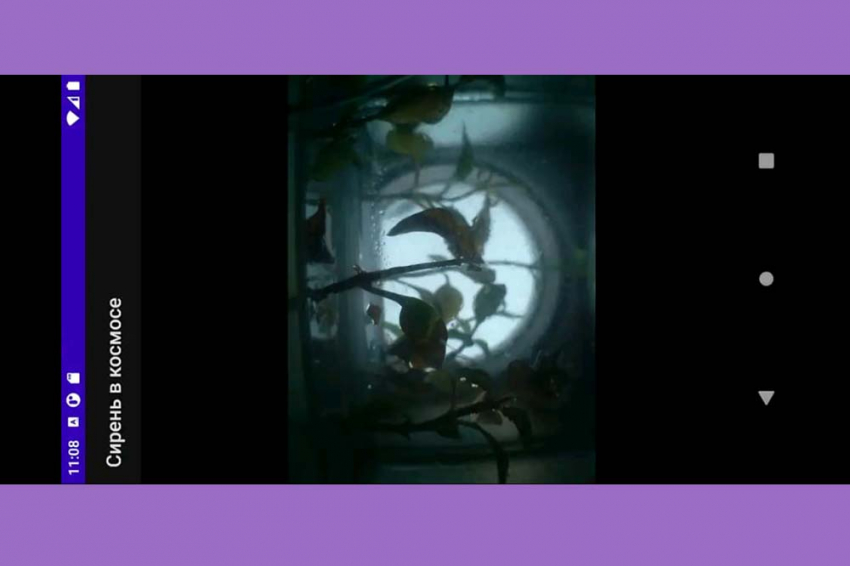 События НИУ «БелГУ» белгородская сирень сорта «великая победа» отправилась в космос 