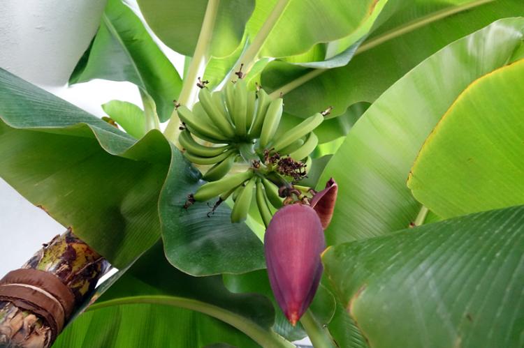 События НИУ «БелГУ» в зимнем саду университета расцвёл банан