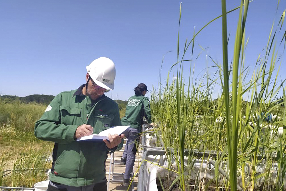 Уникальные фитоочистные сооружения построили на Яковлевском ГОКе с участием НИУ «БелГУ»