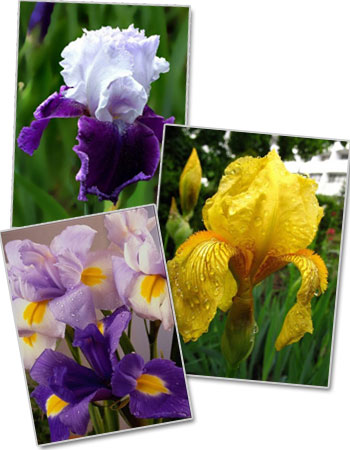 Объявления НИУ «БелГУ» «день ириса»