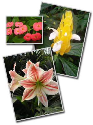 Объявления НИУ «БелГУ» «зимняя сказка в университете»