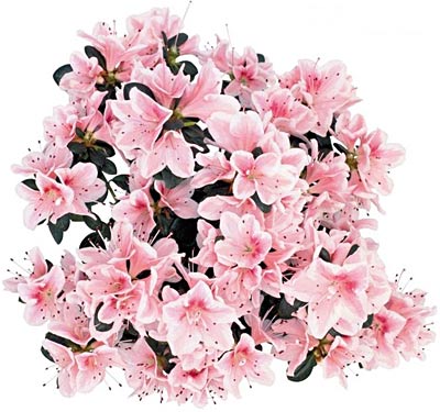 Поздравления НИУ «БелГУ» С Днем матери!