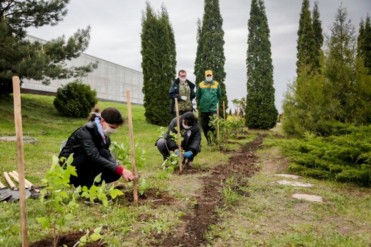 События НИУ «БелГУ» сирингарий ботанического сада ниу «белгу» пополнился новыми сортами сирени