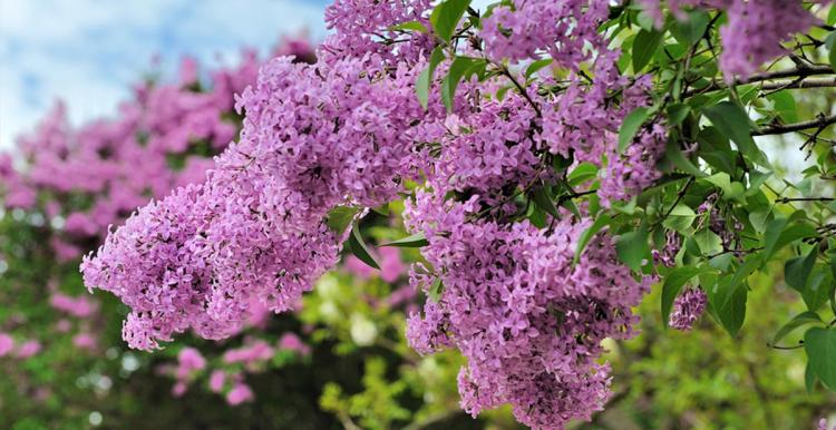 События НИУ «БелГУ» фестиваль-конкурс «белгородская сирень» приглашает к участию 