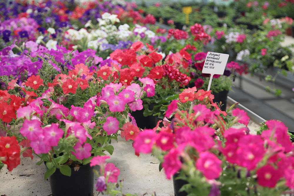 Более 50 000 однолетних и многолетних растений вырастили в Ботаническом саду НИУ «БелГУ»
