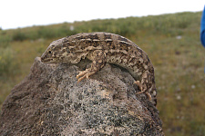 Редкая армянская ящурка