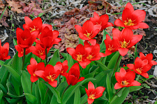 Тюльпан Кауфмана Тюльпан Кауфмана