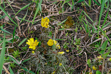 Адонис волжский Адонис волжский