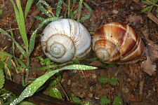 Виноградные улитки