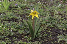Тюльпан Биберштейна