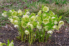 Морозник кавказский Морозник кавказский